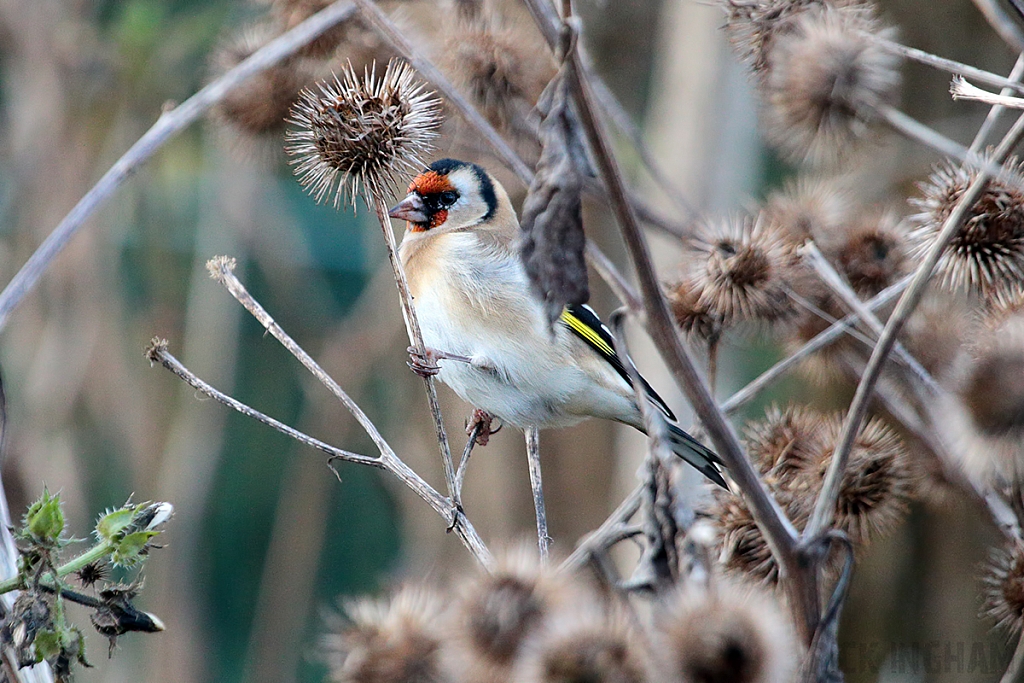 Goldfinch | Female