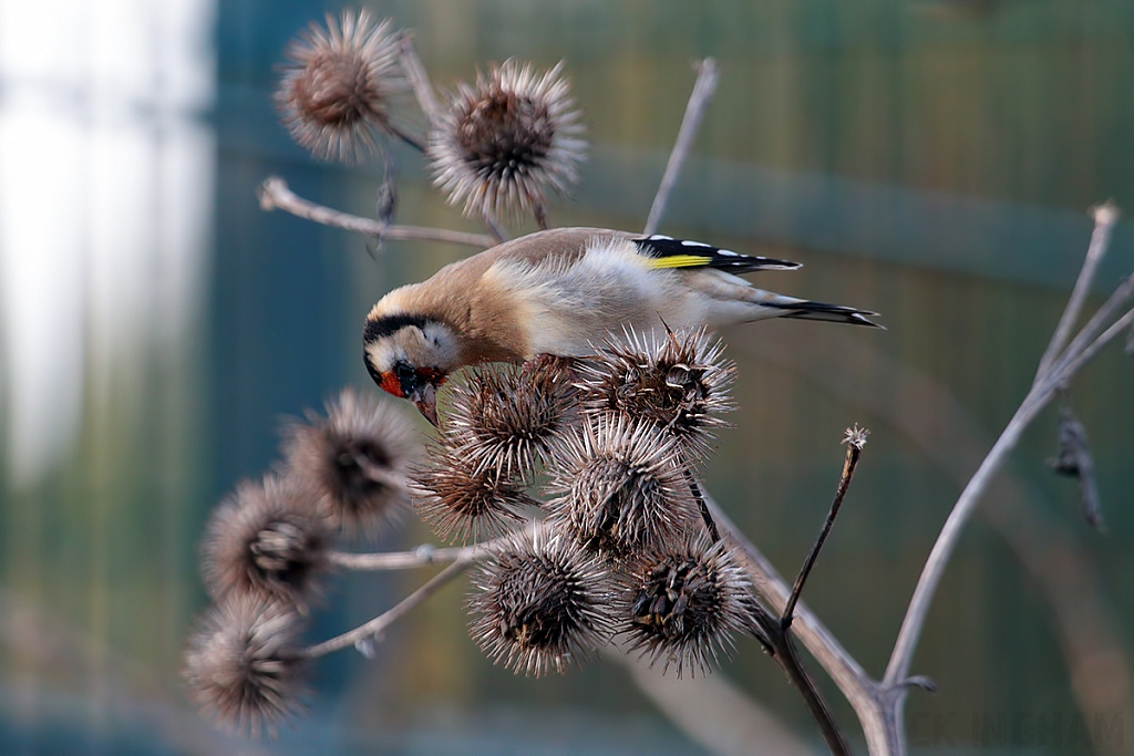 Goldfinch | Female