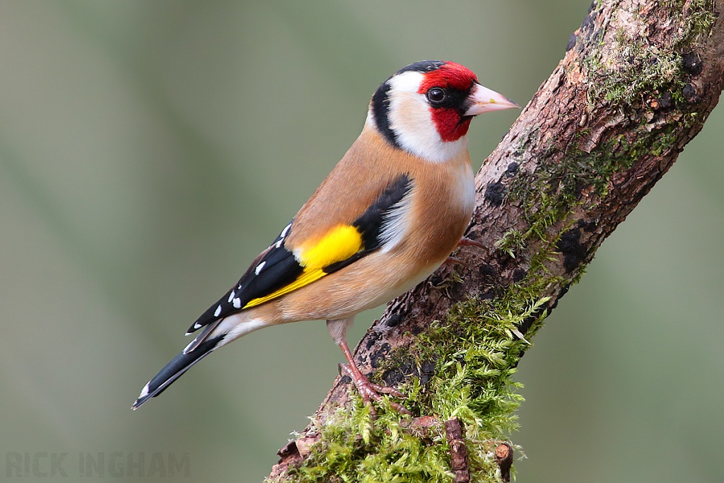 Goldfinch | Male