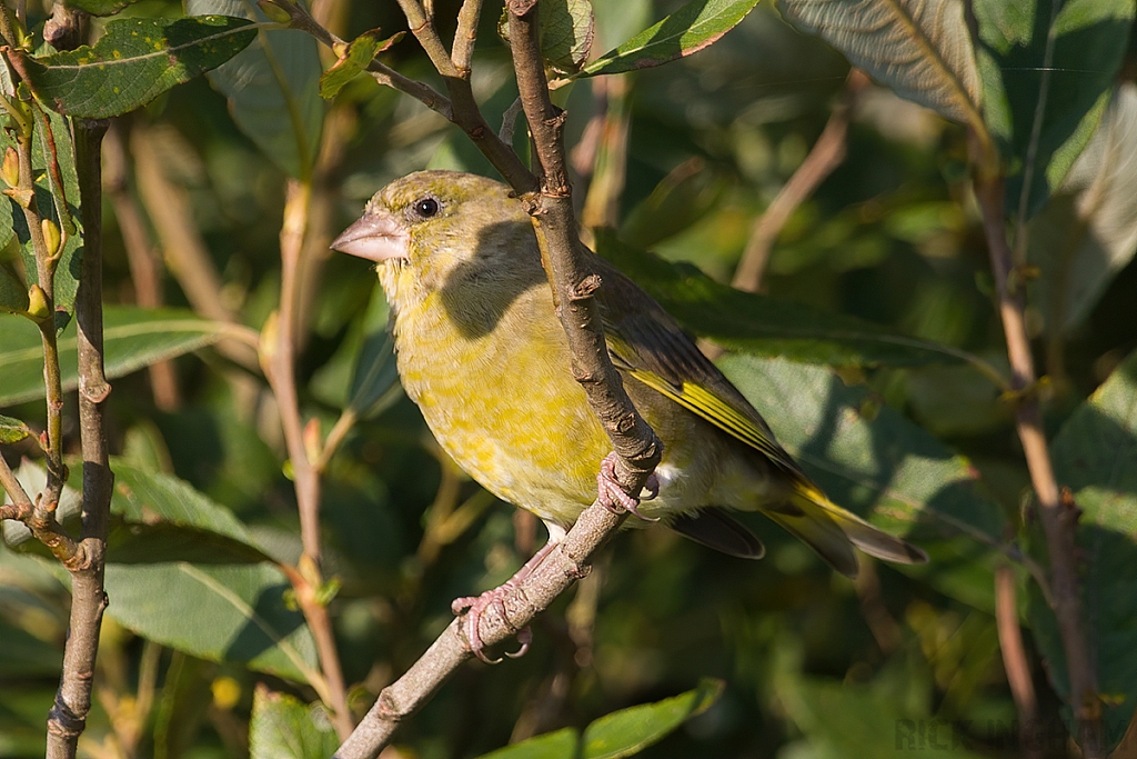 European Greenfinch | Male