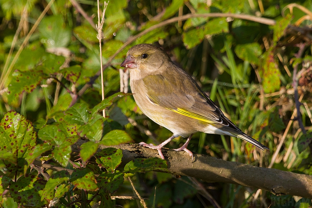 European Greenfinch | Male