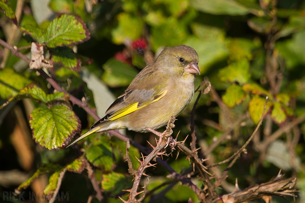 European Greenfinch | Male
