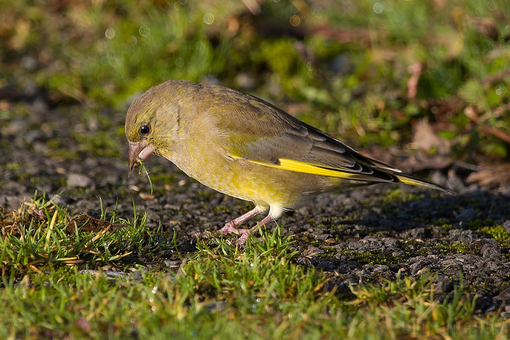 European Greenfinch | Male