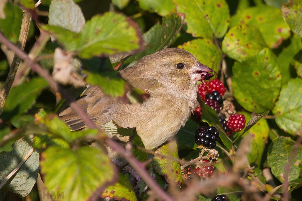 European Greenfinch | Female
