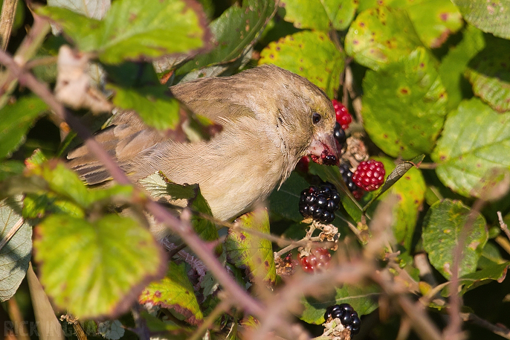 European Greenfinch | Female