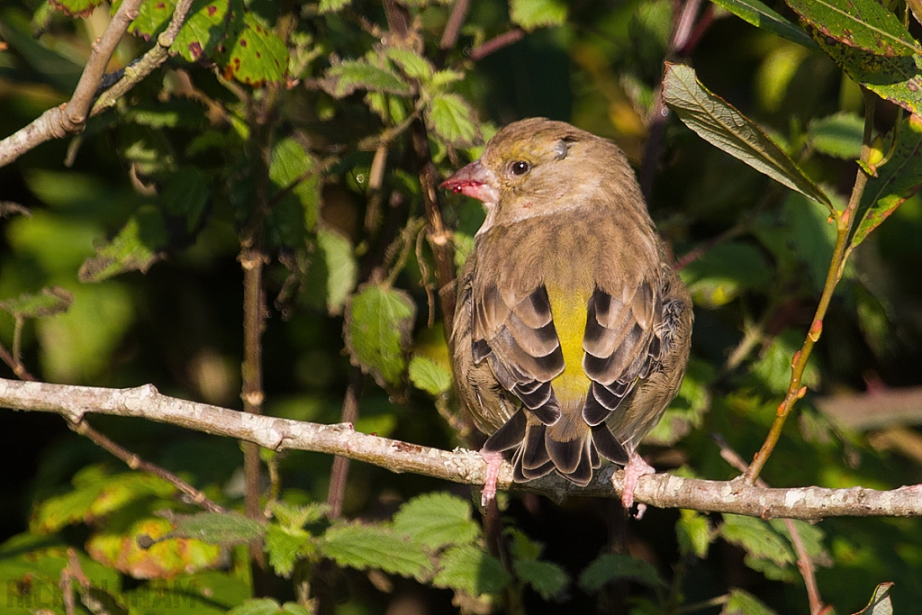 European Greenfinch | Female