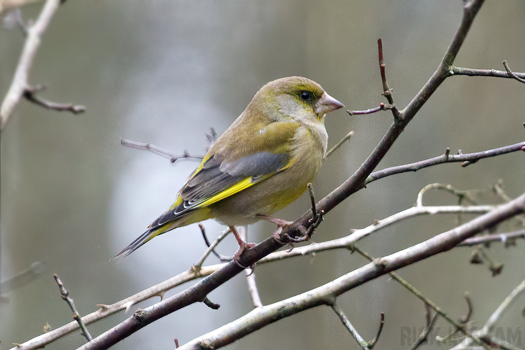 Greenfinch | Male