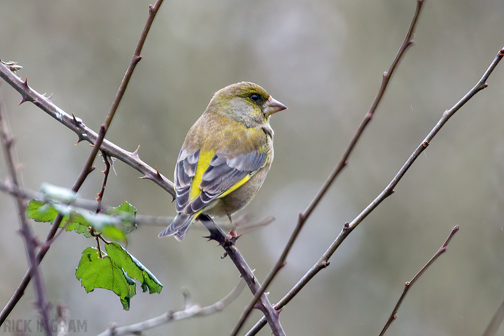 Greenfinch | Male