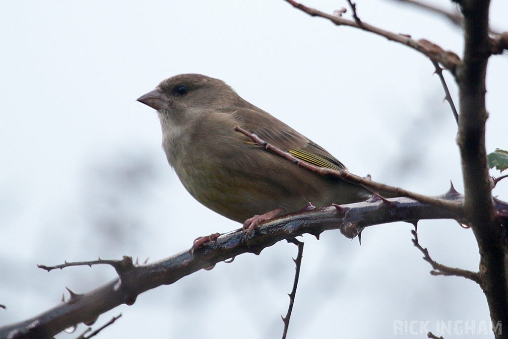 Greenfinch