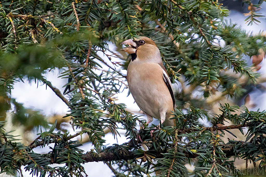 Hawfinch | Female