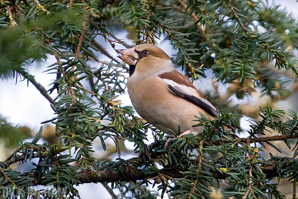 Hawfinch | Female