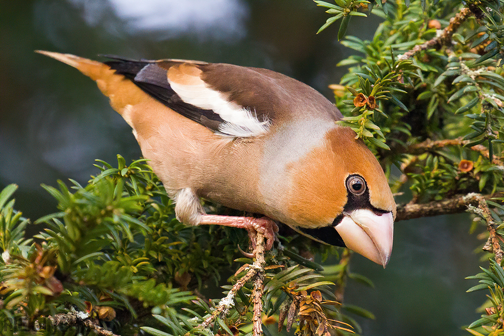 Hawfinch | Male