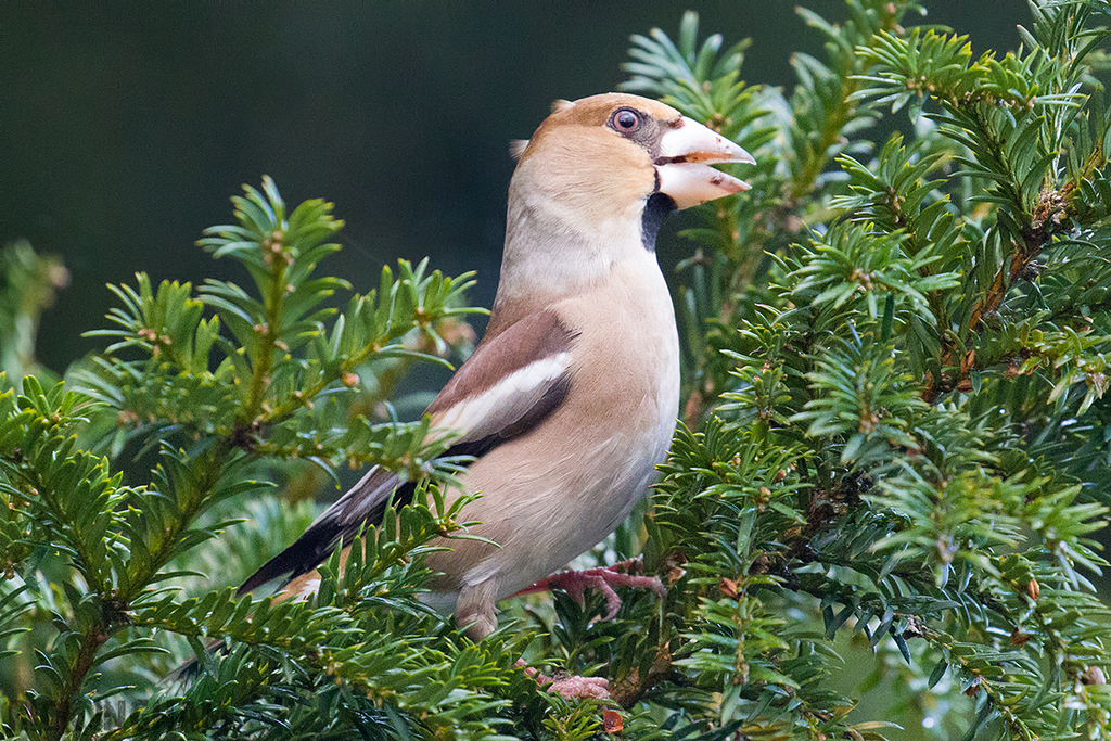Hawfinch | Female