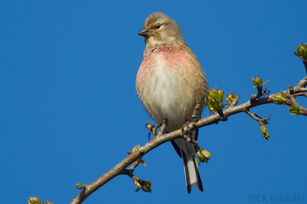 Common Linnet