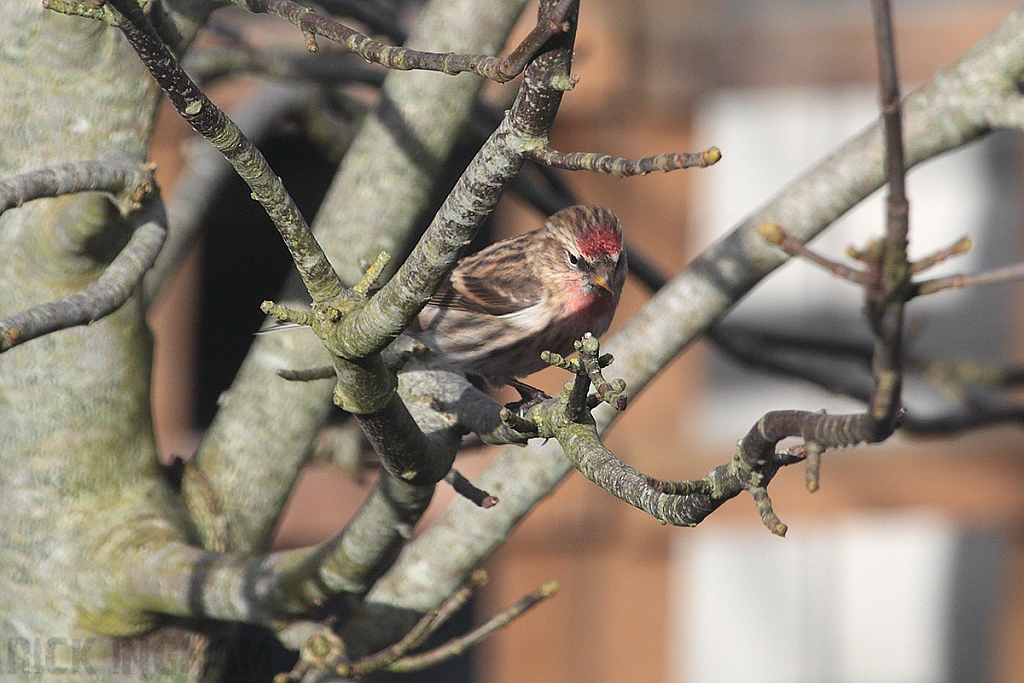 Lesser Redpoll