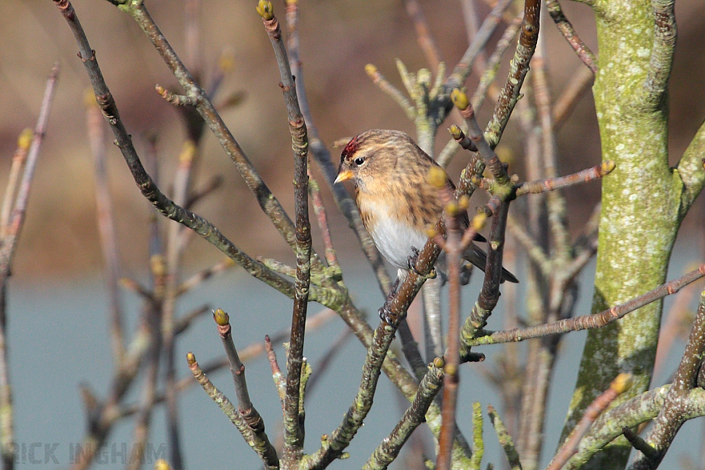 Lesser Redpoll