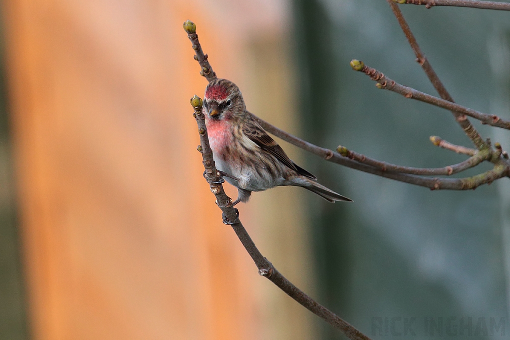 Lesser Redpoll