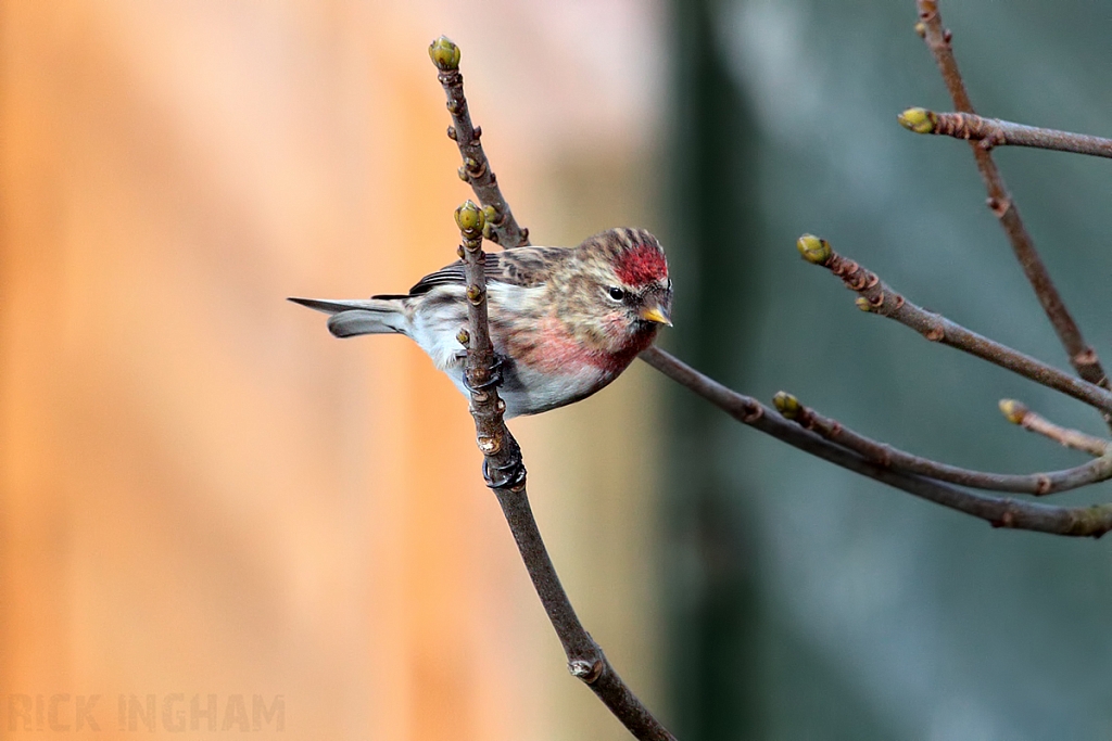 Lesser Redpoll
