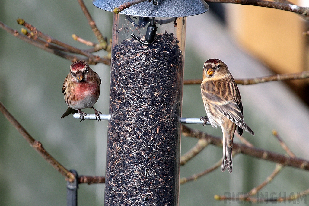 Lesser Redpoll