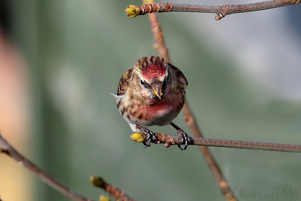 Lesser Redpoll