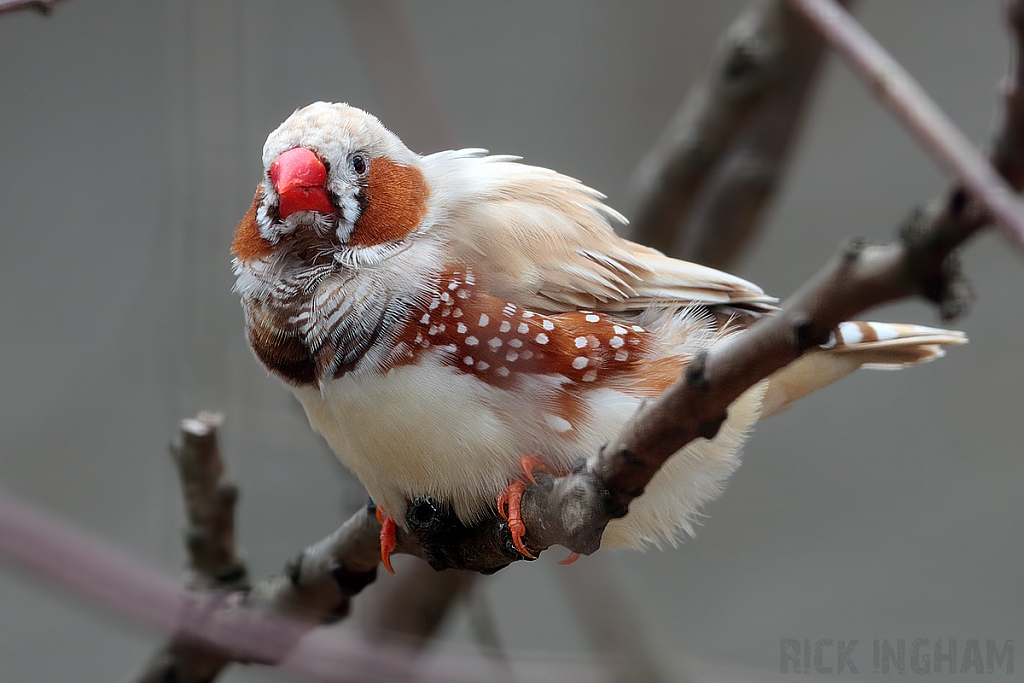 Timor Zebra Finch