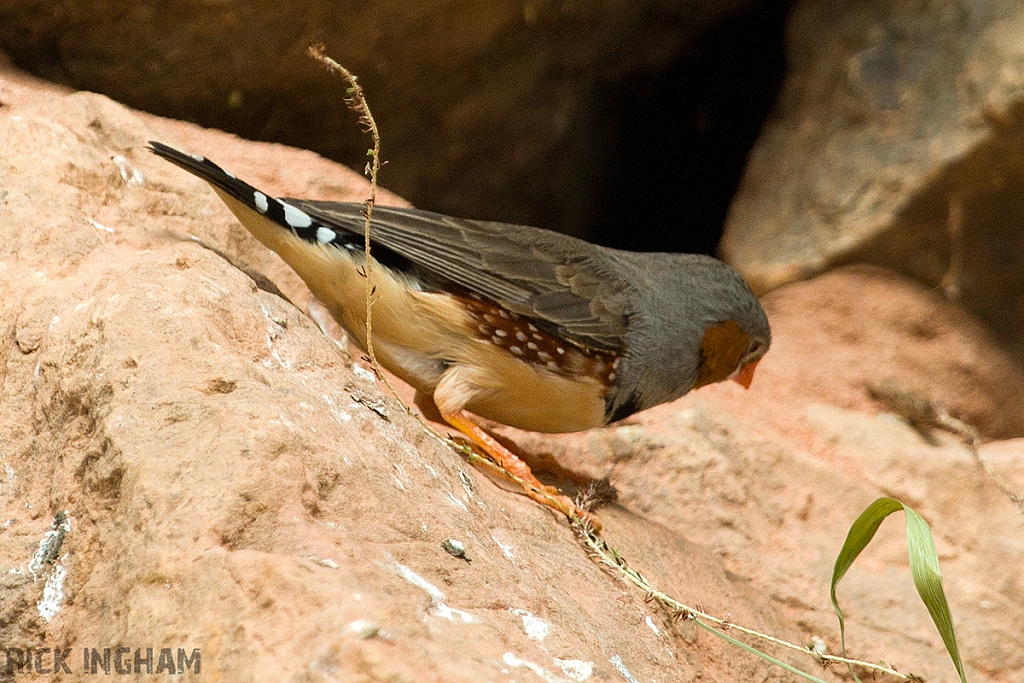 Zebra Finch