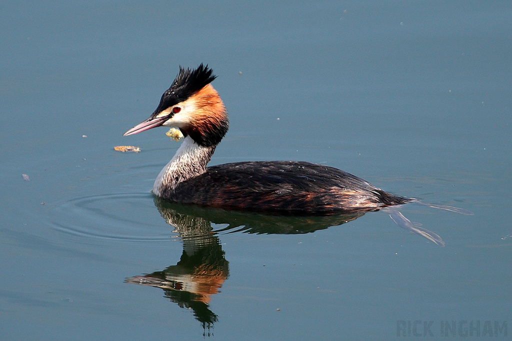 Great Crested Grebe