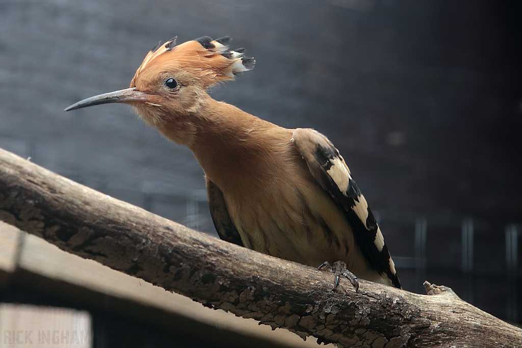 Eurasian Hoopoe