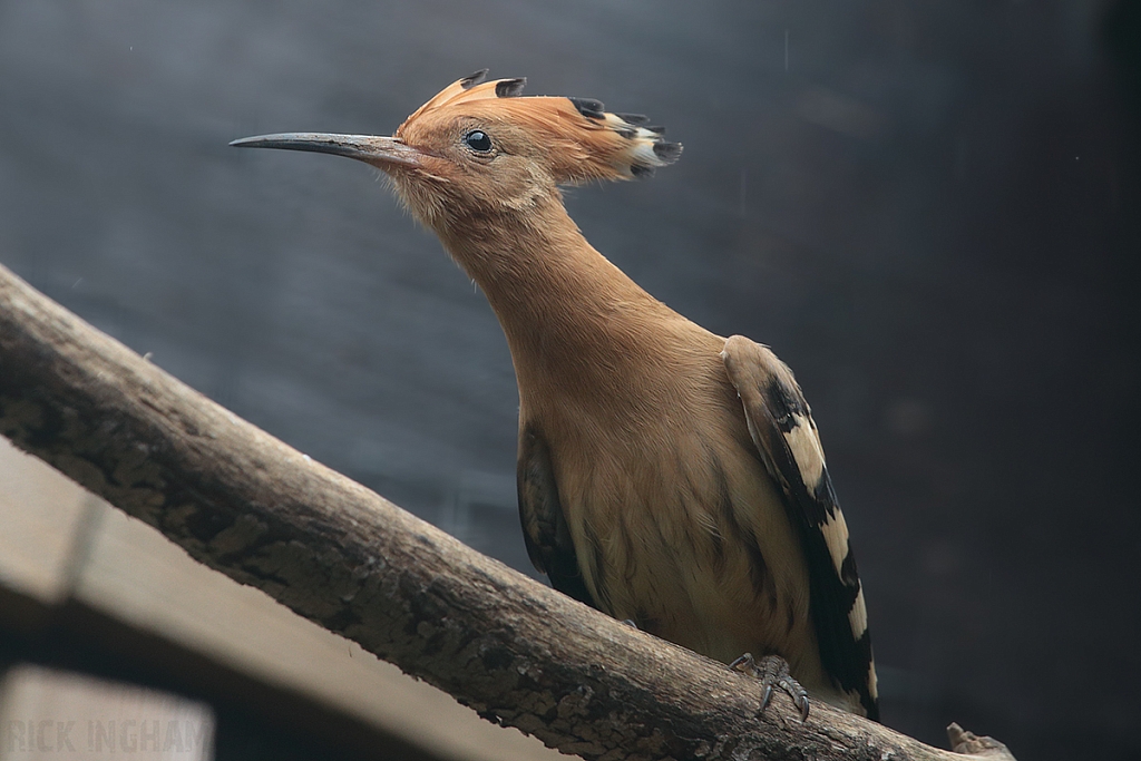Eurasian Hoopoe