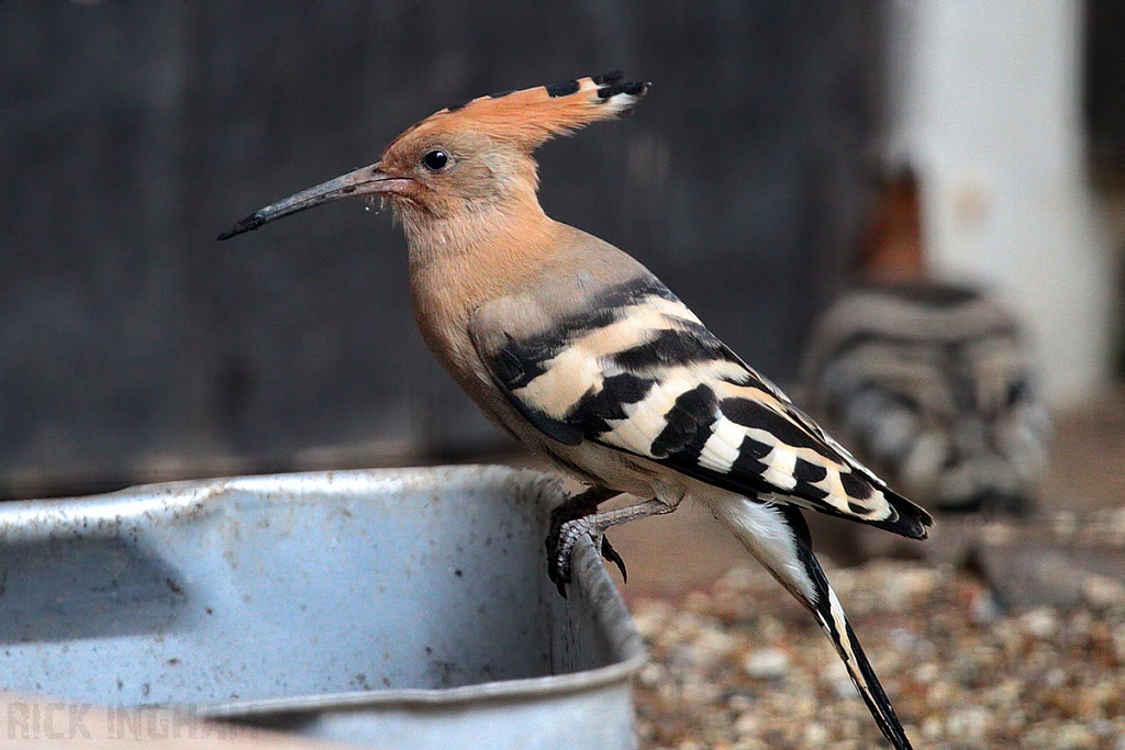 Eurasian Hoopoe