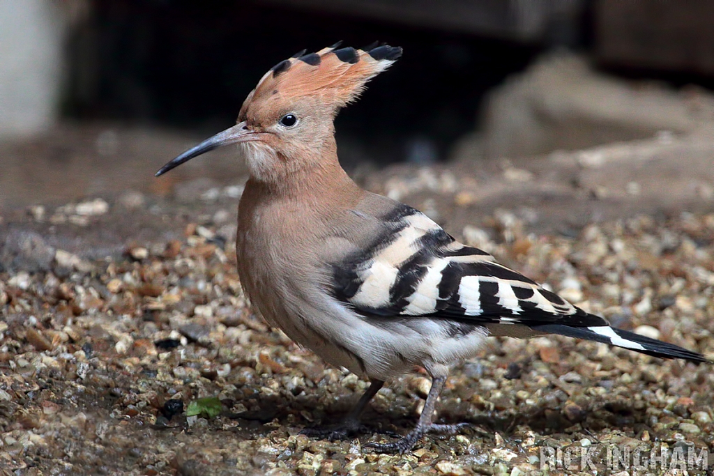 Eurasian Hoopoe