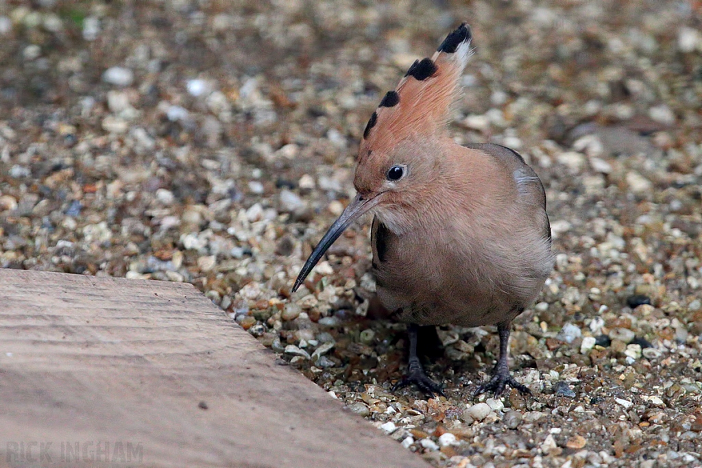 Eurasian Hoopoe