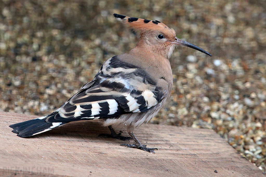 Eurasian Hoopoe