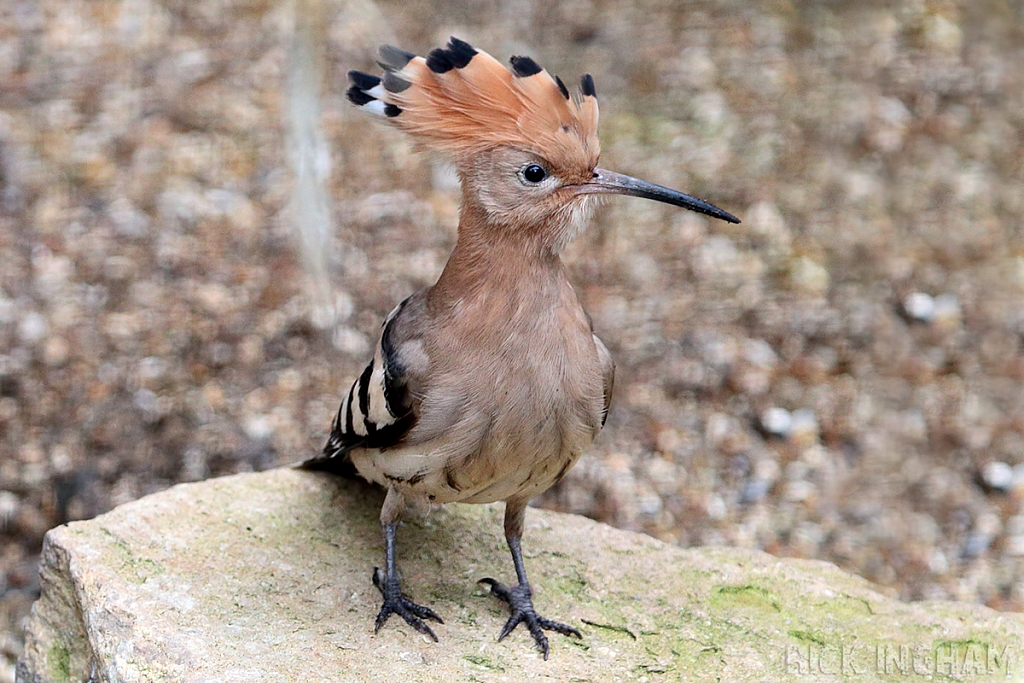 Eurasian Hoopoe
