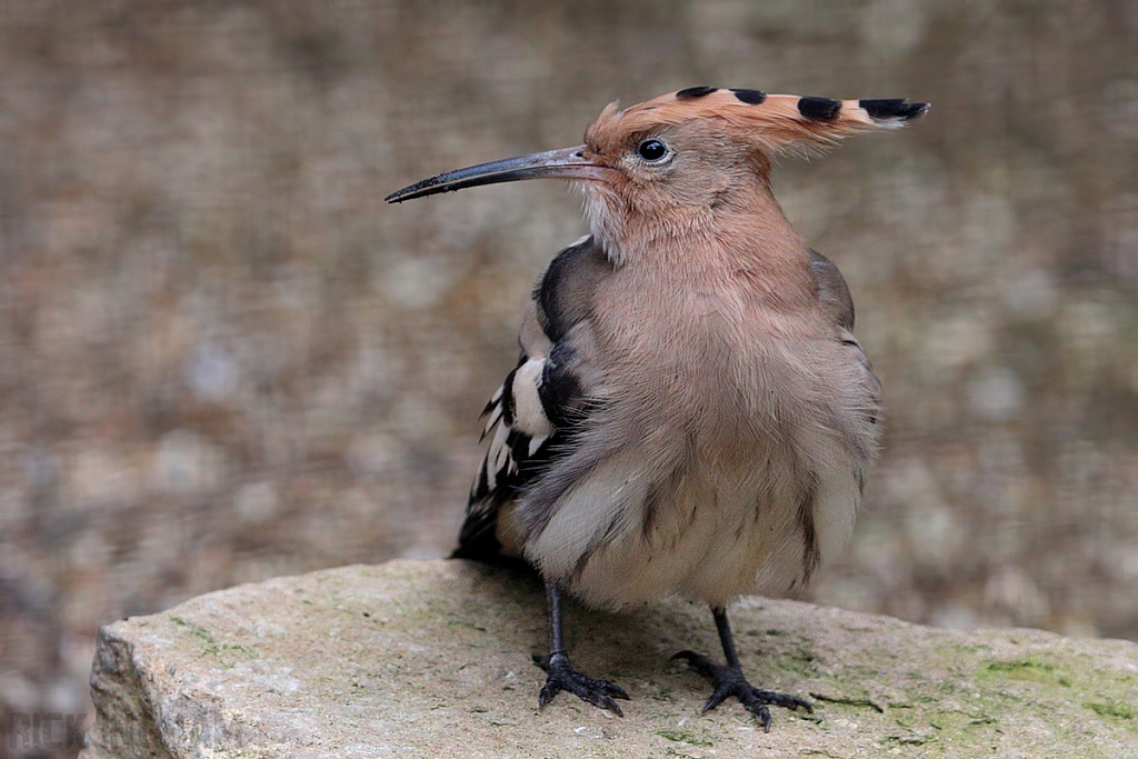 Eurasian Hoopoe
