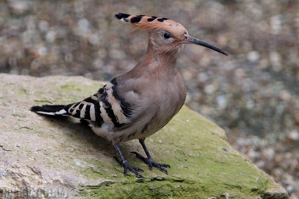 Eurasian Hoopoe