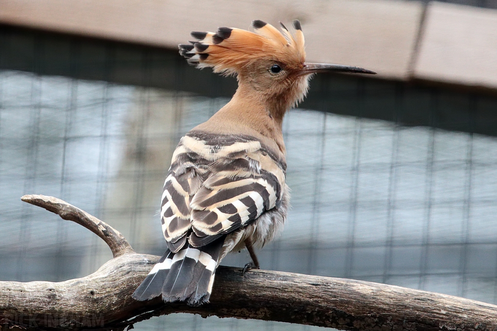Eurasian Hoopoe