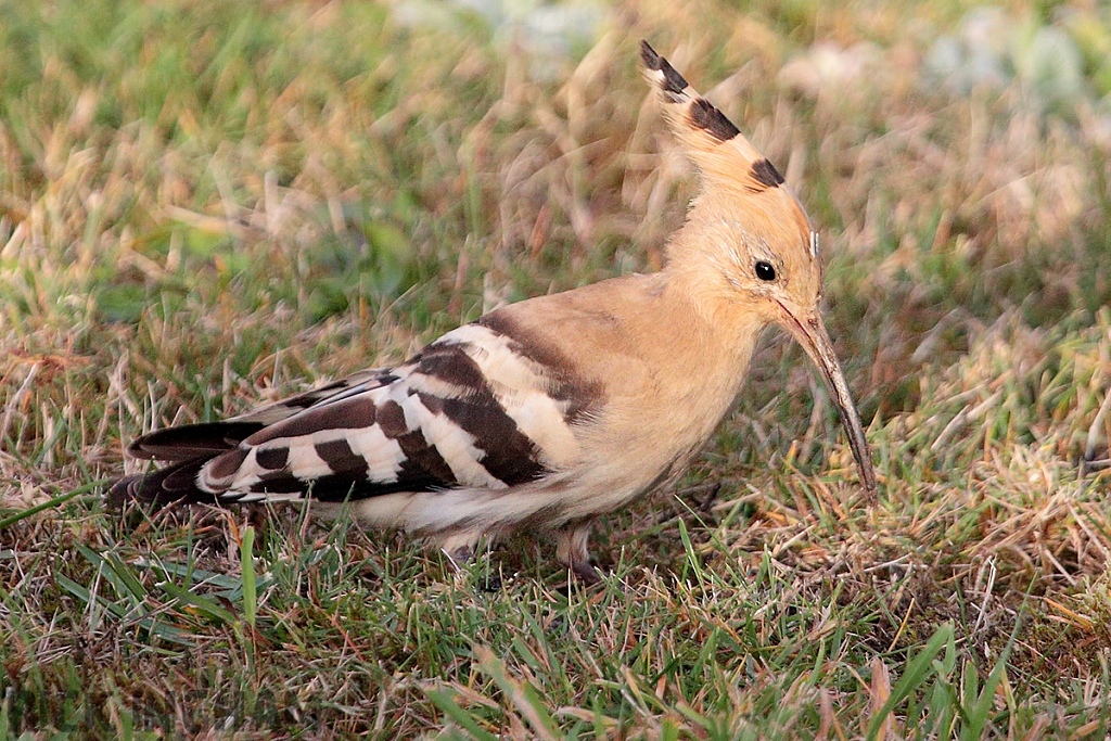 Eurasian Hoopoe