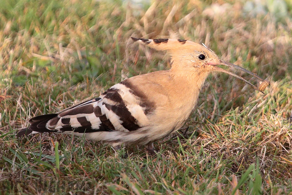 Eurasian Hoopoe