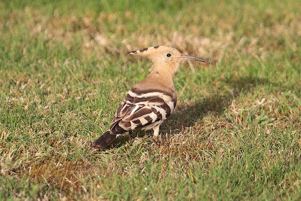 Eurasian Hoopoe