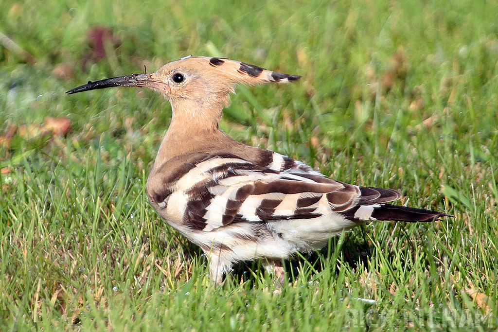 Eurasian Hoopoe