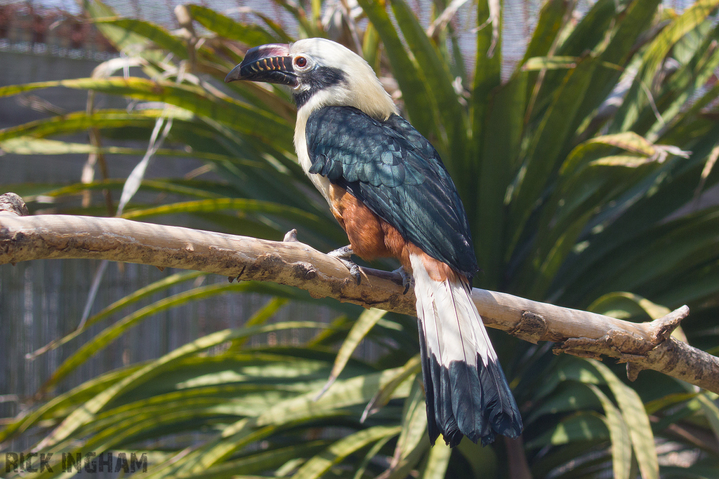 Visayan Tarictic Hornbill