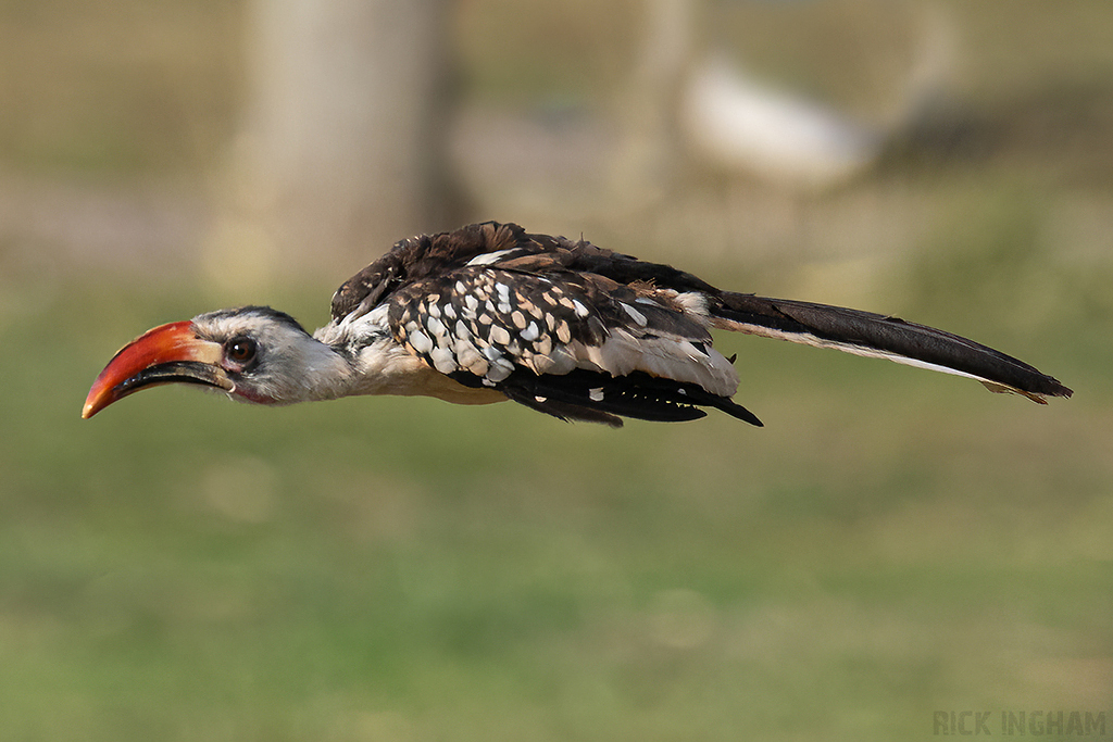 Northern Red-billed Hornbill