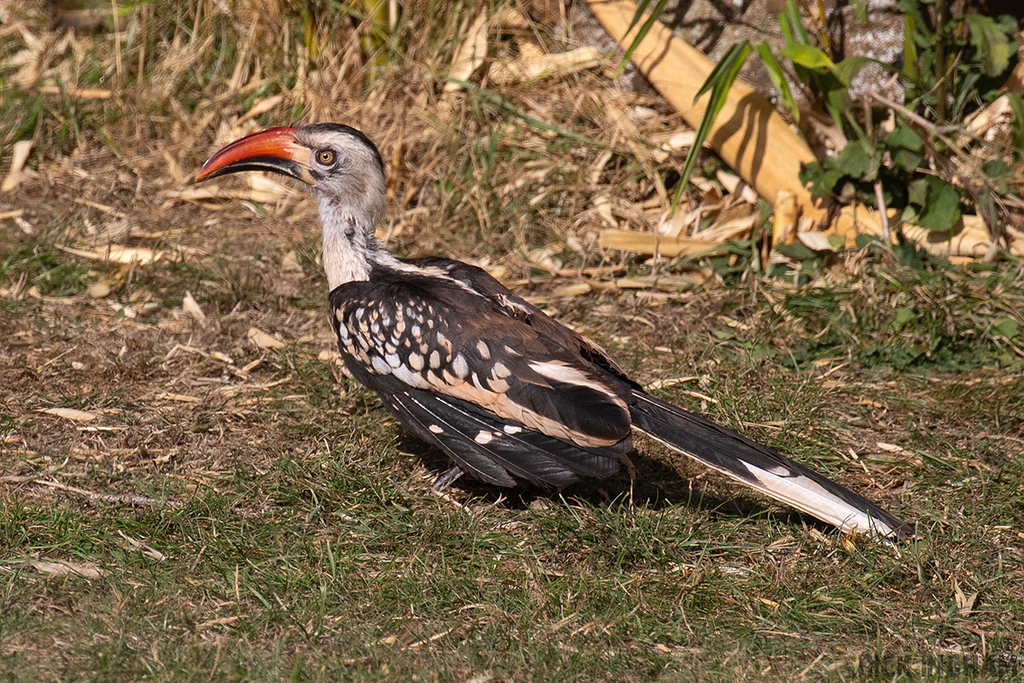 Northern Red-billed Hornbill