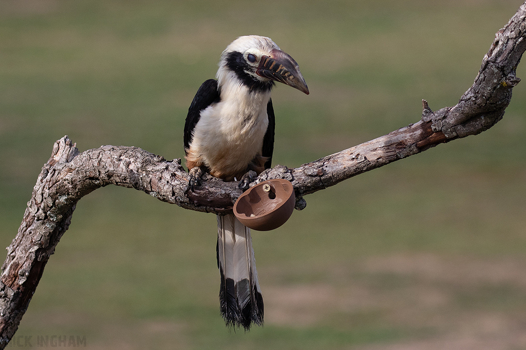 Visayan Hornbill