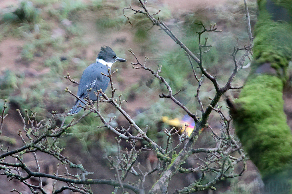 Belted Kingfisher | Male