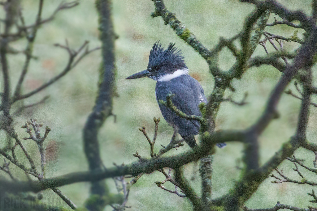 Belted Kingfisher | Male