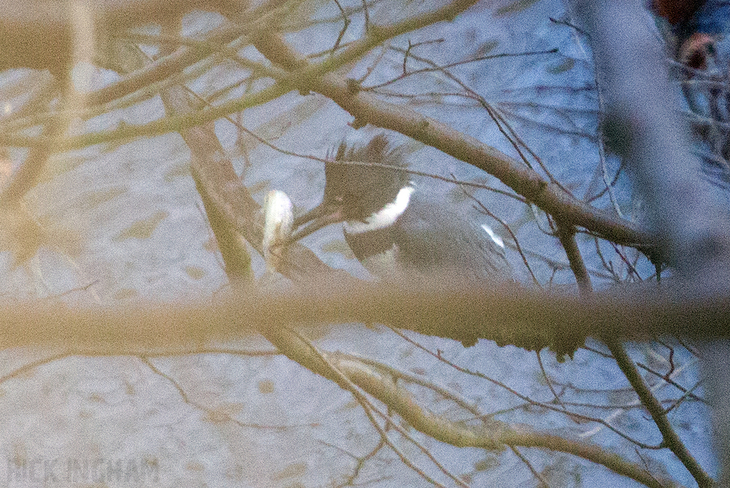 Belted Kingfisher | Male