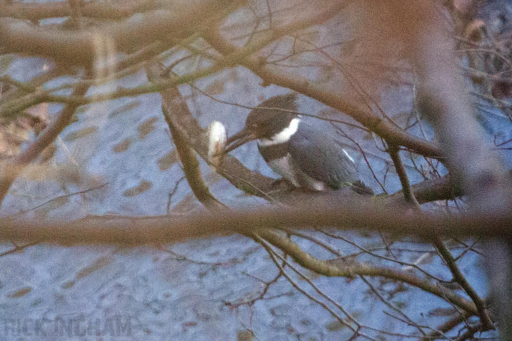 Belted Kingfisher | Male