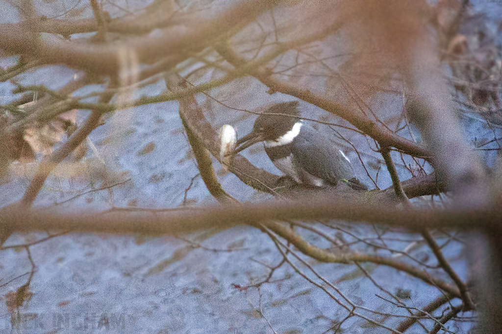 Belted Kingfisher | Male